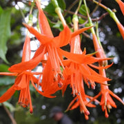 Orange Fuchsia Seeds - Flower Plant