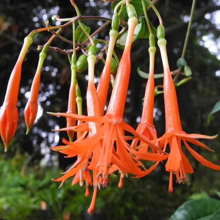 Orange Fuchsia Seeds - Flower Plant