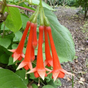 Orange Fuchsia Seeds - Flower Plant
