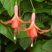 Orange Fuchsia Seeds - Flower Plant