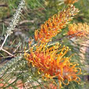 Orange Grevillea Seeds