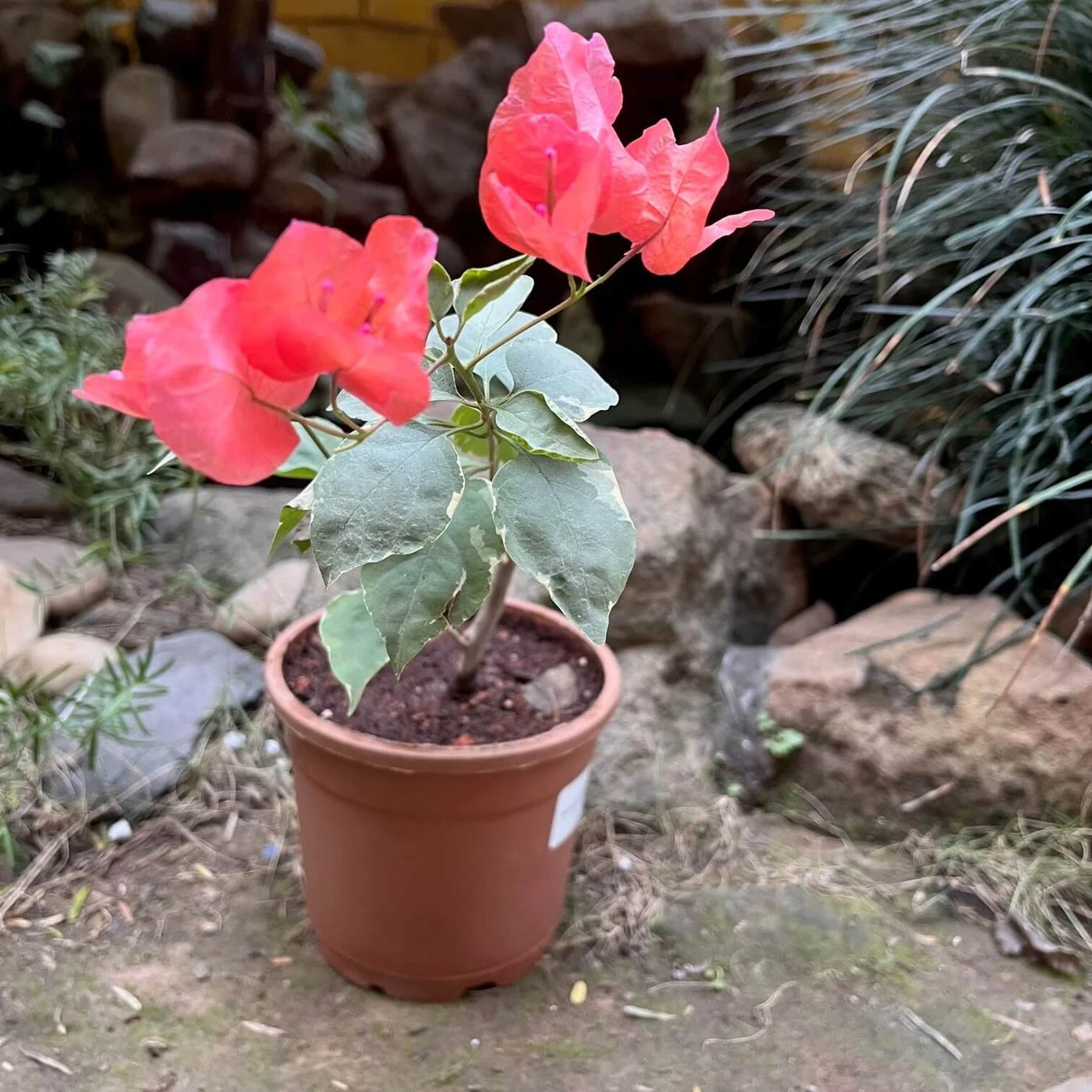 Orange Seeds, Bougainvillea glabra Flower Seeds