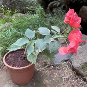 Orange Seeds, Bougainvillea glabra Flower Seeds