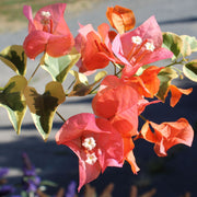 Orange Seeds, Bougainvillea glabra Flower Seeds