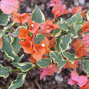 Orange Seeds, Bougainvillea glabra Flower Seeds