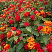 Orange Lantana Seeds - Flower Plant