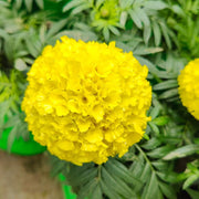 Marigold Seeds – Tagetes spp.