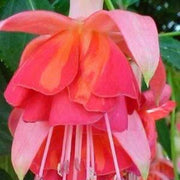 Orange Mix Fuchsia Seeds - Flower Plant