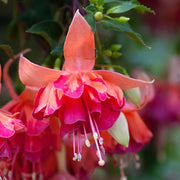 Orange Mix Fuchsia Seeds - Flower Plant