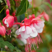 Orange Mix Fuchsia Seeds - Flower Plant