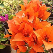 Orange Pink Heirloom Wildflower Bougainvillea Seeds