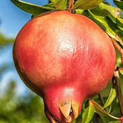 Orange Pomegranate Seeds