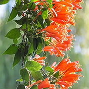 Orange Pyrostegia Venusta Seeds