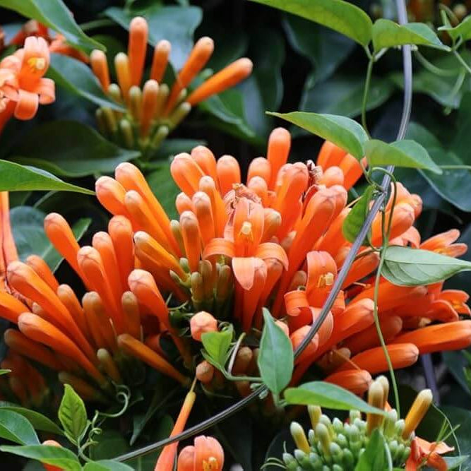 Orange Pyrostegia Venusta Seeds