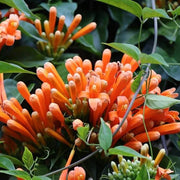 Orange Pyrostegia Venusta Seeds