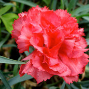 Yellow Seeds, Dianthus caryophyllus Flower Seeds