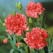 Yellow Seeds, Dianthus caryophyllus Flower Seeds