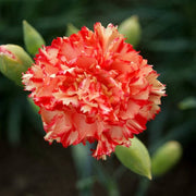 Yellow Seeds, Dianthus caryophyllus Flower Seeds