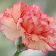 Yellow Seeds, Dianthus caryophyllus Flower Seeds