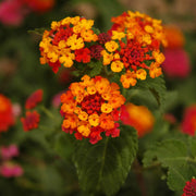 Orange Red Lantana Seeds - Flower Plant