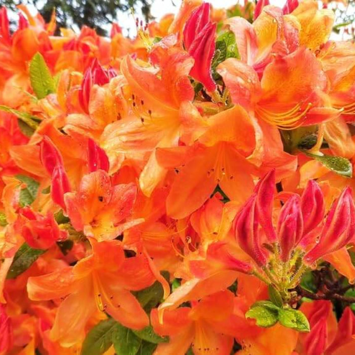 Orange Rhododendron Azalea Seeds - Flower Plant