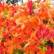 Orange Rhododendron Azalea Seeds - Flower Plant