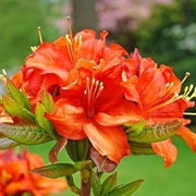 Orange Rhododendron Azalea Seeds - Flower Plant