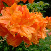 Orange Rhododendron Azalea Seeds - Flower Plant