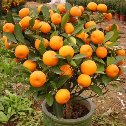 Orange Seeds - All In One For Home Gardens