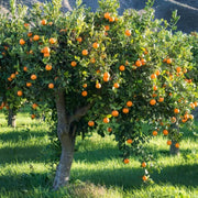 Orange Seeds - All In One For Home Gardens