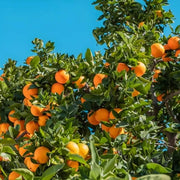 Orange Seeds - All In One For Home Gardens
