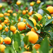 Orange Seeds - All In One For Home Gardens