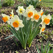 Orange White Daffodil Seeds - Flower Plant