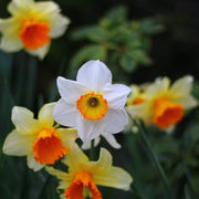 Orange White Daffodil Seeds - Flower Plant