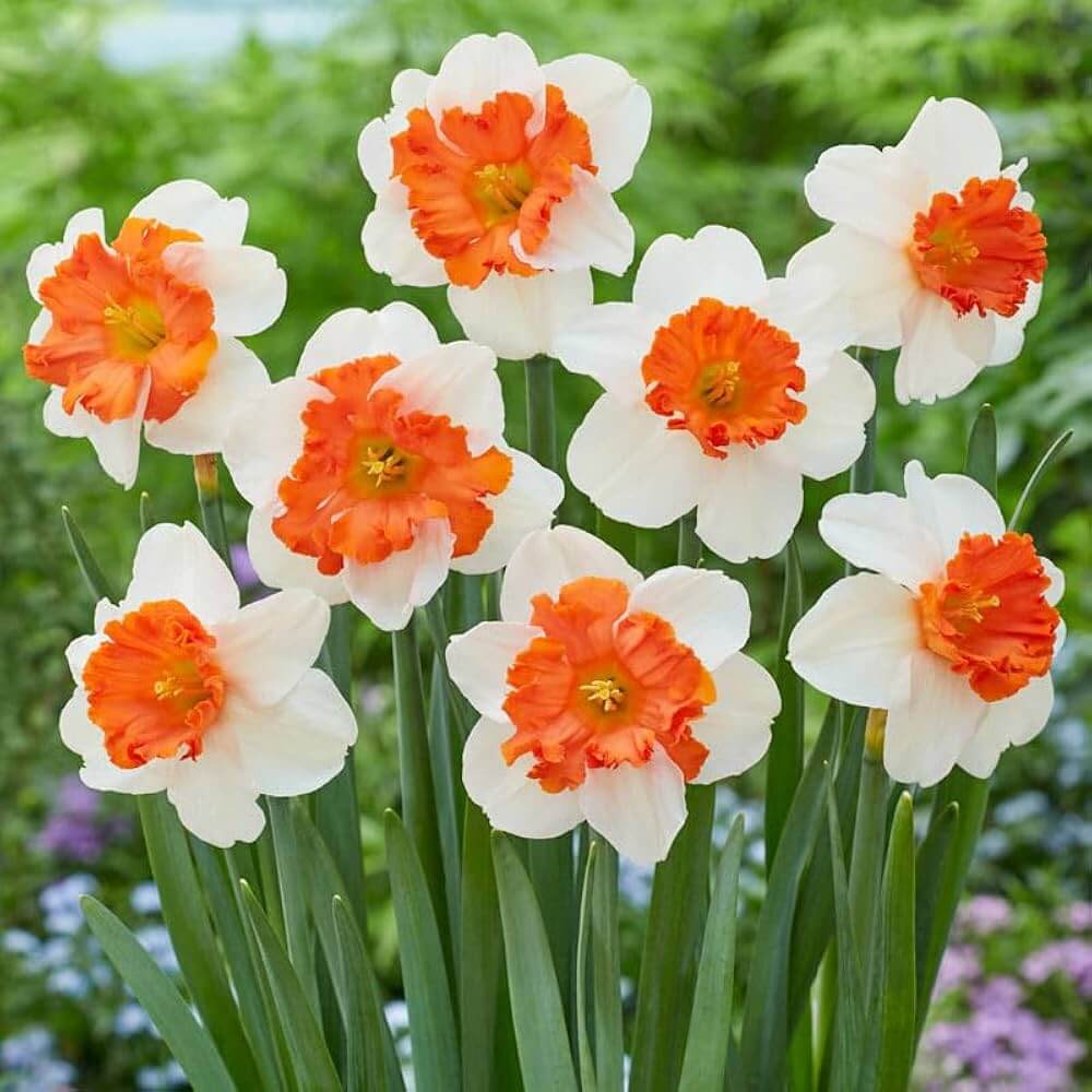 Orange White Daffodil Seeds - Flower Plant