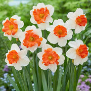 Orange White Daffodil Seeds - Flower Plant