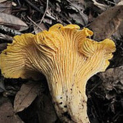 Orange & Yellow Mix Mushroom Seeds