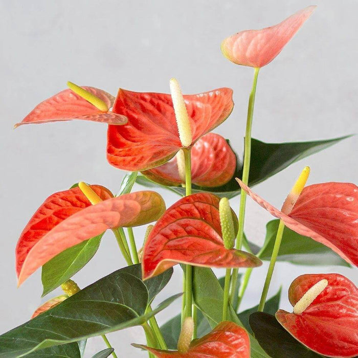 Orange anthurium Seeds