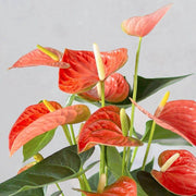 Orange anthurium Seeds