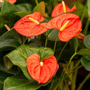 Orange anthurium Seeds