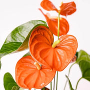 Orange anthurium Seeds