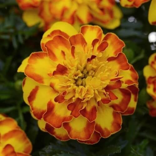 Orange with Red Marigold Seeds