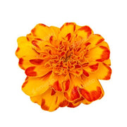 Orange with Red Marigold Seeds