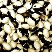 Orca Bean Seeds