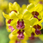 Light Yellow Dendrobium Orchid Seeds