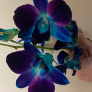 Blue-Purple Phalaenopsis Orchid Seeds