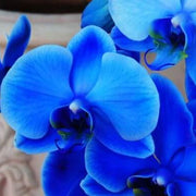 Blue Butterfly Orchid Seeds