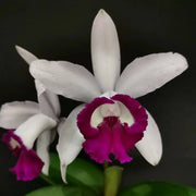 Cattleya Intermedia Orchid Seeds