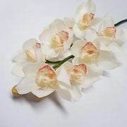 Cream Cymbidium Orchid Seeds