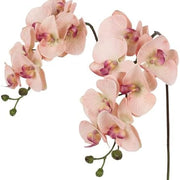 Cream Phalaenopsis Orchid Seeds